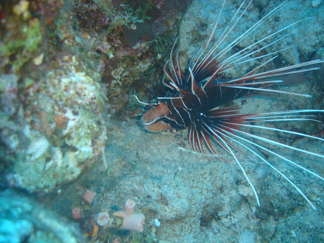 Pterois radiata (Pesce leone raggiato)